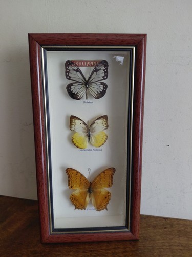 Vintage framed butterfly - vintage,