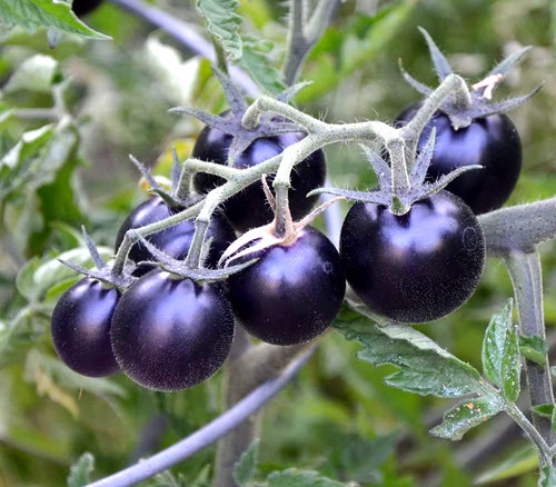 Black cherry tomato - black,