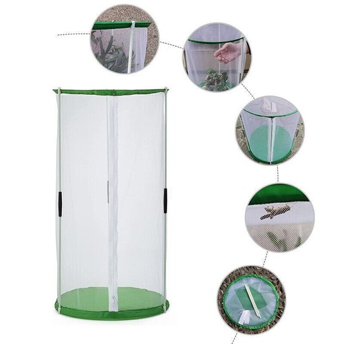 Transparent butterflies - transparent,