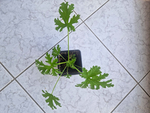 Pelargonium lemon geranium - a5,