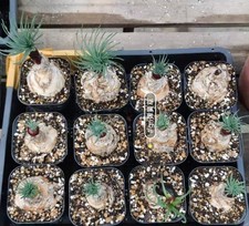 5cm Gethyllis namaquensis