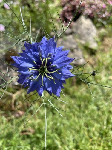 Nigella dark blue seeds - nigella,