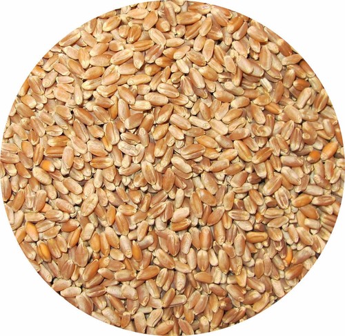 Whole wheat poultry food - whole,