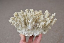 Large Artificial Coral