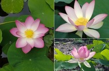 Sacred Lotus  (Nelumbo Nucifera) | 10+ seeds | Ponds |Same Day Dispatch