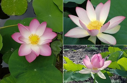 Sacred lotus nelumbo - sacred,