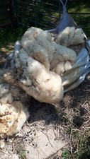 Raw sheep fleece 5 sheep Mixed lot