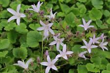 Campanula poscharskyana 'Lisduggan Variety' 9cm pot- Lot of 3 plants