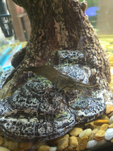 Freshwater shrimp live - freshwater,