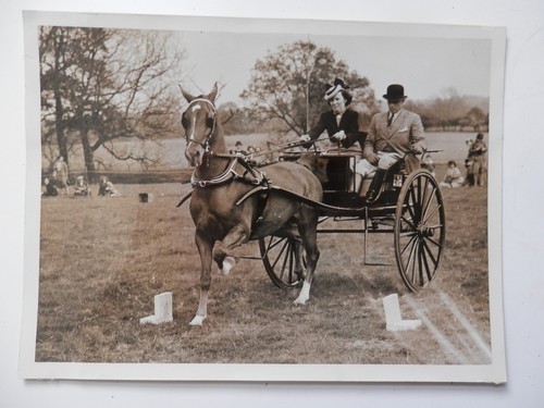 Original pre war horse photo - original,