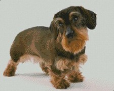 Bearded Dachshund  Dog Puppy