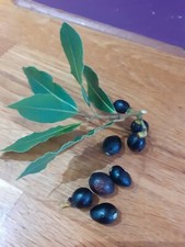 BAY LEAF TREE SEEDS X 4 SEEDS
