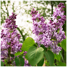 'Charles Joly' Syringa