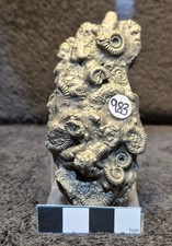 Jurassic Pyrite Ammonite