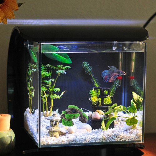 Fish tank landscape - fish, decor