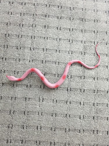 Pink toy rubber snake - pink,