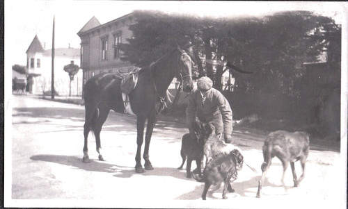 Old photograph hunting dogs - photograph,
