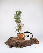 Scots Pine Mame Bonsai Tree |