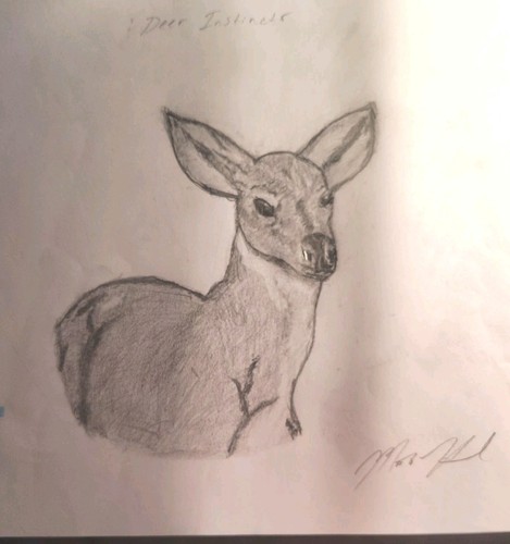 Sketch art drawing - of, deer