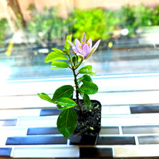 Crossberry Plant – Grewia