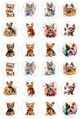 Yorkshire terrier dog - yorkshire,