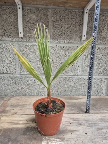 Mexican fan palm - fan, palm,