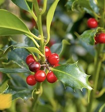 15Freshly Cut English Holly Ilex Aquifolium Unrooted Cuttings Branches