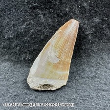 Plesiosaur tooth reptile - plesiosaur,