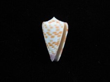 Sea shell Conus tessulatus 30mm ID#8566