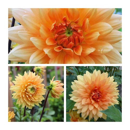 Dahlia dinnerplate noordwijks - dahlia,