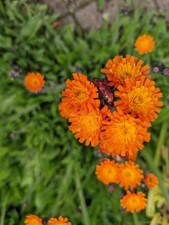 25+ Pilosella aurantiaca Fox