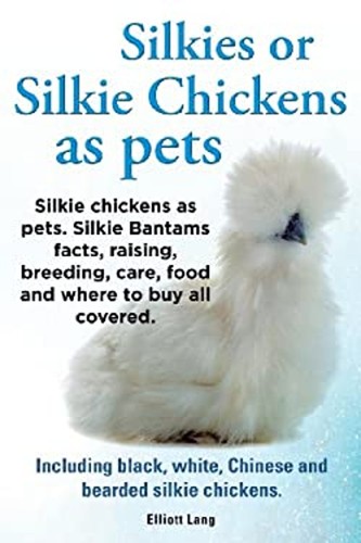 Silkies silkie chickens as - or,