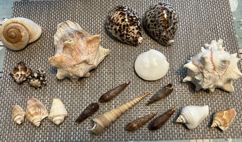 Real sea shells home - sea, shells/home