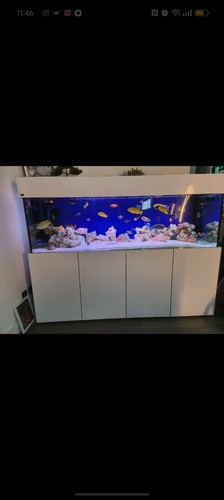 650l malawi aquarium - (6ft),