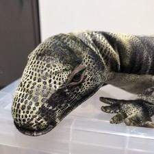 Disney  Plush KOMODO DRAGON