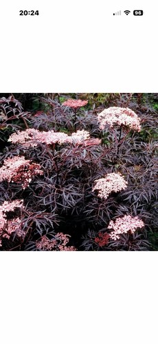 Sambucus black lace 9cm - 2,