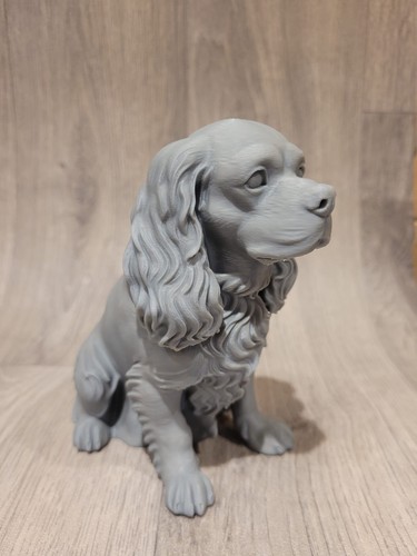 Cavalier king charles spaniel - king,
