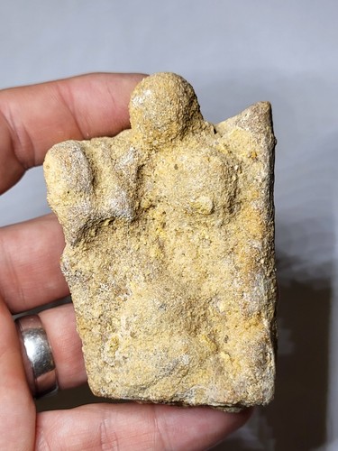 Rare vertebra with - *v.rare*,