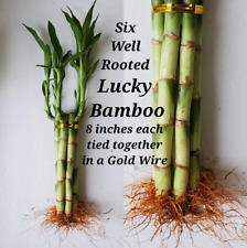 Lucky Bamboo 6 plants  8