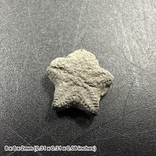 Crinoid star fossil – oxford