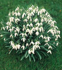 Single Snowdrops bulbs In the