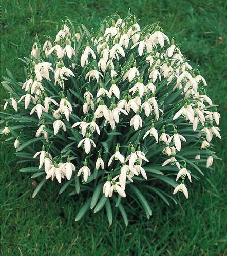Single snowdrops bulbs - single,