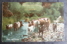 COWS AND CALVES. VINTAGE