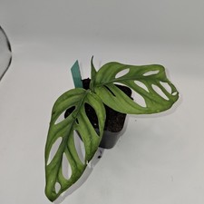 Monstera Monkey Mask –