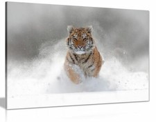Siberian Tiger Running In Snow
