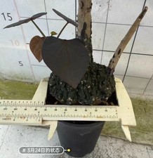 Adenia stylosa WYSIWYG Caudex