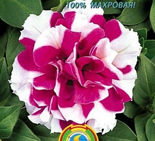 Russian petunia seeds double - russian,
