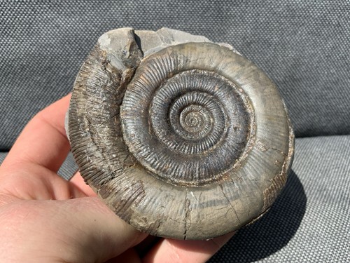 Dactylioceras tenuicostatum