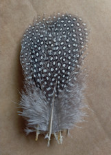 Fly tying / Native crafts / cards / art - Guineafowl  large rump feathers