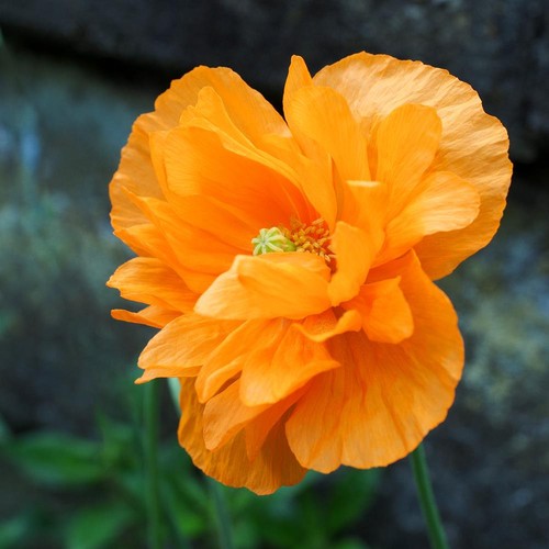 Orange welsh poppy seeds - welsh, 50